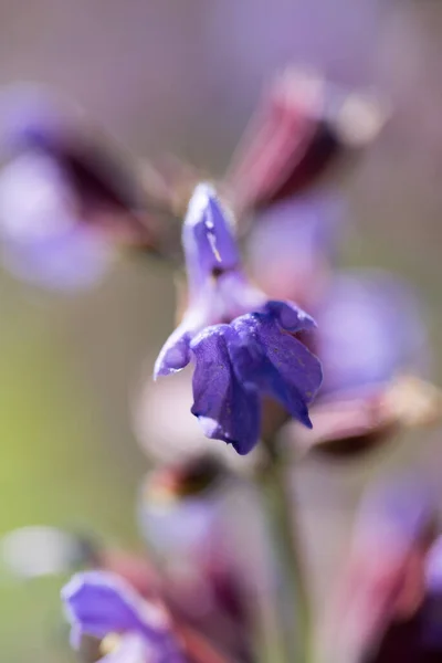 Virág Színes Nyári Virágok Kertből — Stock Fotó