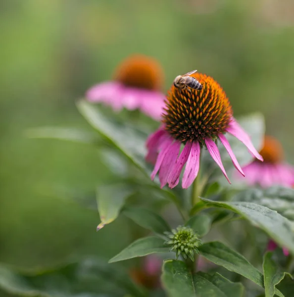 Цвіте Квітами Літньому Саду Барвиста Краса — стокове фото