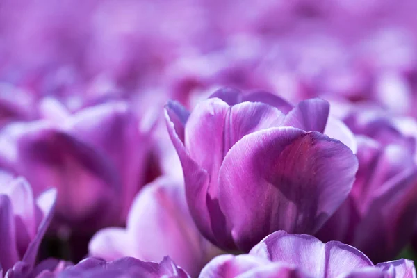 Virágos Tulipán Virágok Színes Vidéki Területen Hollandiában — Stock Fotó