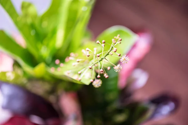 Blommande Rgglada Blommor Trã Dgã Rden — Stockfoto