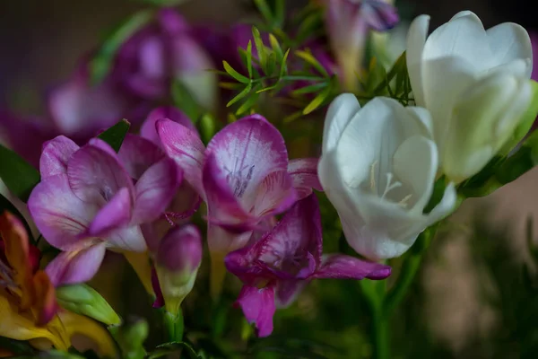 Fleurs Colorées Fleuries Dans Jardin — Photo