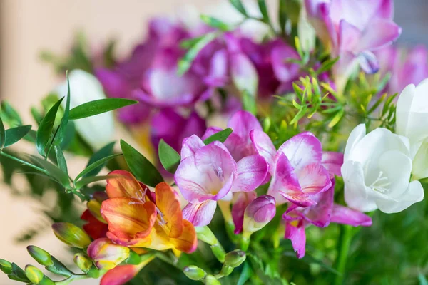 Kwitnące Kolorowe Kwiaty Ogrodzie — Zdjęcie stockowe