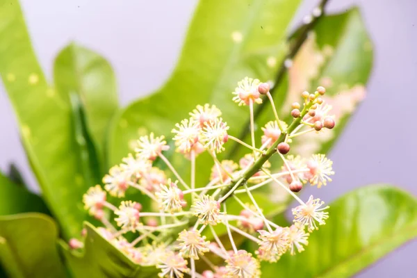 stock image Blossomed colorful flowers in the garden