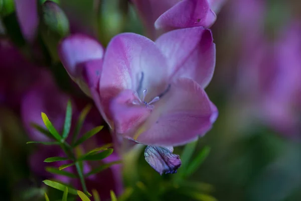 Ανθισμένα Πολύχρωμα Λουλούδια Στον Κήπο — Φωτογραφία Αρχείου