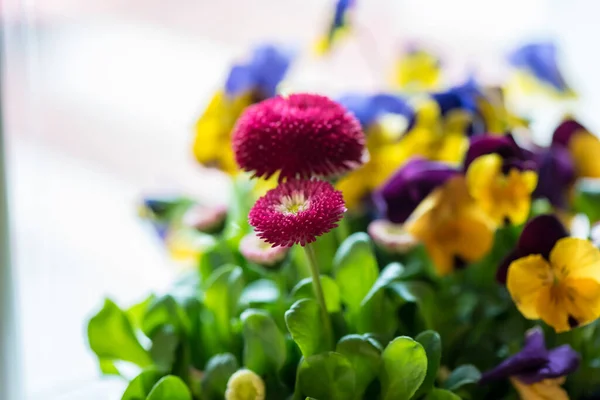 Kwitnące Kolorowe Kwiaty Ogrodzie — Zdjęcie stockowe