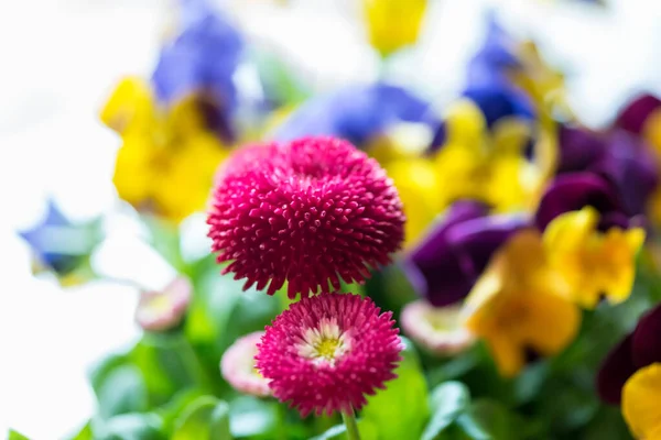 Virágzó Színes Virágok Kertben — Stock Fotó