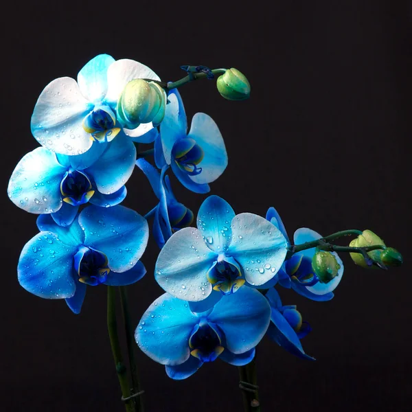 Orquídea Azul Familia Real Luz Estudio —  Fotos de Stock