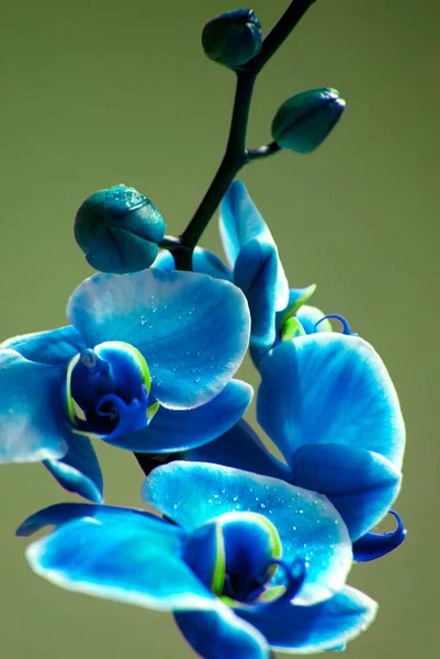 Blue Orchid Royal Family Green Background — Stock Photo, Image