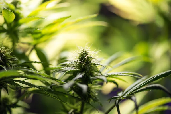 大麻女性植物在开花期的特写 免版税图库图片