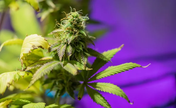 大麻女性植物在开花期的特写 免版税图库照片