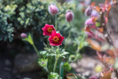 Mevsimlik çiçeklerin renkli güzelliği