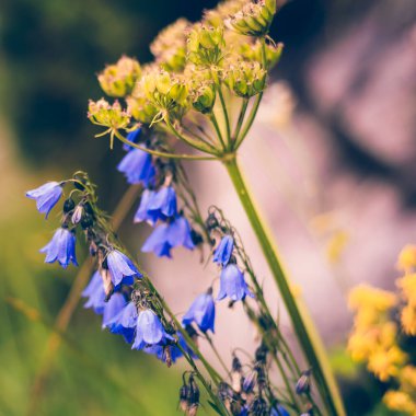 Mevsimlik çiçeklerin renkli güzelliği