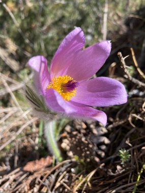 Ormanda renkli mor ilkbahar tarlaları