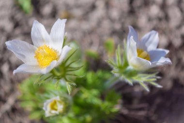 Renkli bahar çiçekleri