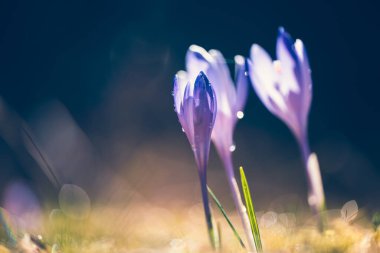 Renkli bahar çiçekleri