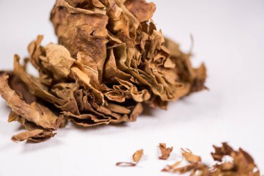 Kurumuş tütün yaprakları ve ince yapı detayları Abstrac