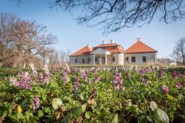 Ormanda çiçek açan bahar çiçekleri.