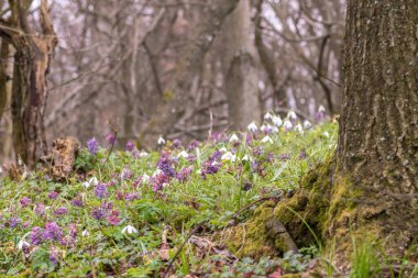 Ormanda çiçek açan bahar çiçekleri.
