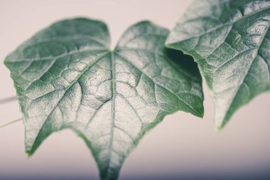 Evde büyüyen bitkiler, biyoloji ve ekoloji kavramı