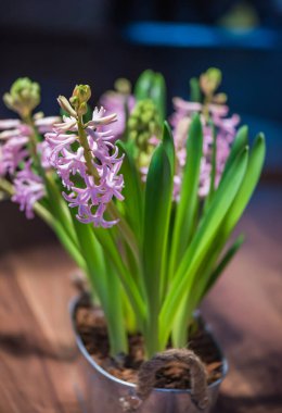 Hyacint bahar çiçeği. Anneler günü konsepti. Renkli güzellik.