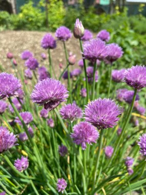 Peyzaj konsepti. Çiçek açan renkli mevsimlik çiçekler.
