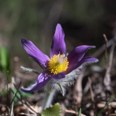 Bahar çiçeği Pasqueflower- Pulsatilla grandis, çiçek grubu