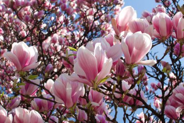 Göz kamaştırıcı bahar pembe manolya