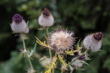 Devedikeni olan gün batımı çayırı