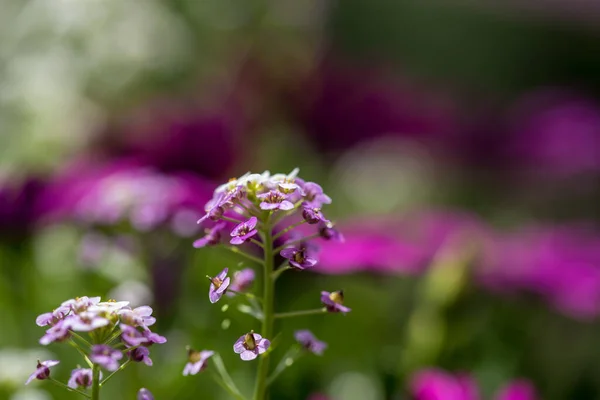 Frumusețea Colorată Florilor Floare Sezoniere — Fotografie, imagine de stoc