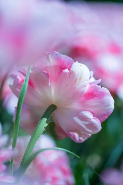四季折々の花々の色鮮やかな美しさ — ストック写真