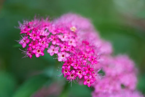 Frumusețea Colorată Florilor Floare Sezoniere — Fotografie, imagine de stoc