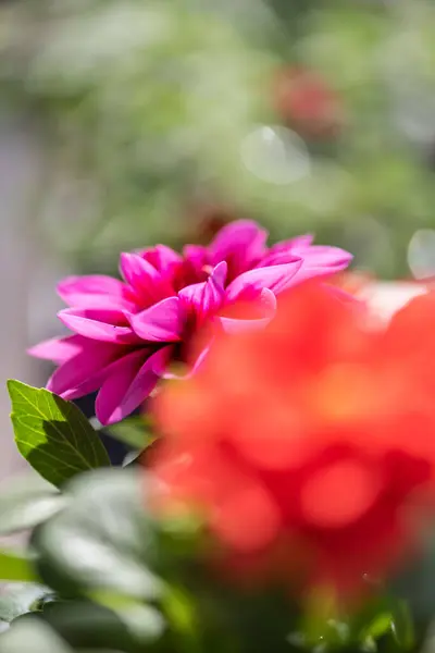 Kolorowe Piękno Sezonowych Kwiatów Kwiatów — Zdjęcie stockowe