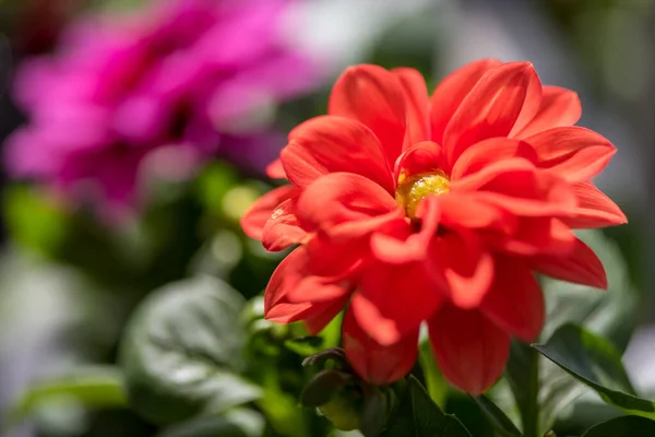 Färgglada Skönhet Säsongsblommor Blommor — Stockfoto