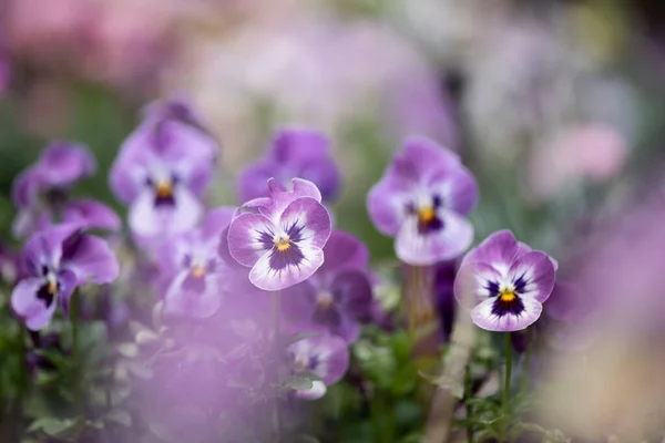 Színes Szépség Szezonális Virágos Virágok — Stock Fotó