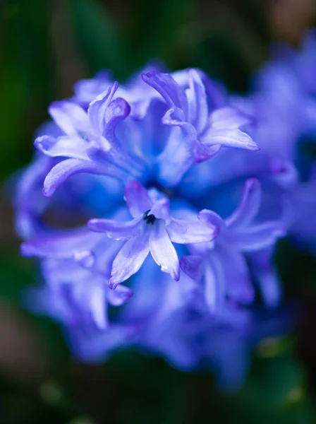 Beleza Colorida Flores Flor Sazonal — Fotografia de Stock