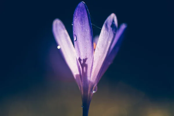 Színes Tavaszi Virágzó Virágok — Stock Fotó
