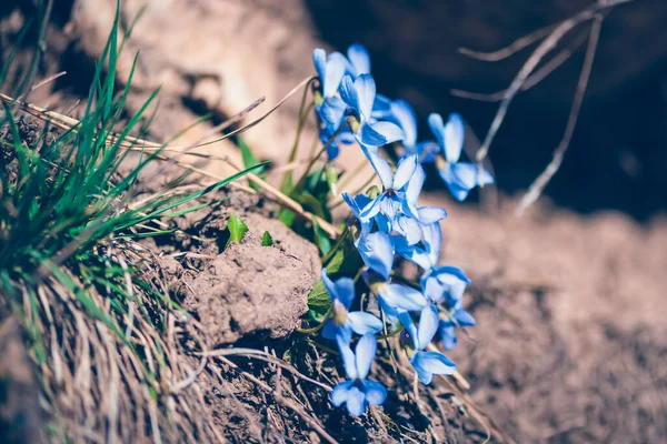 Renkli bahar çiçekleri