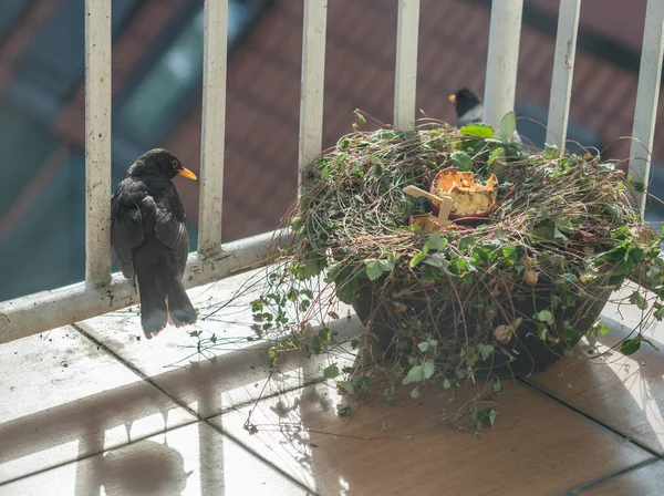 Roztomilé Volně Žijící Ptáci Krmení Balkóně Městě — Stock fotografie