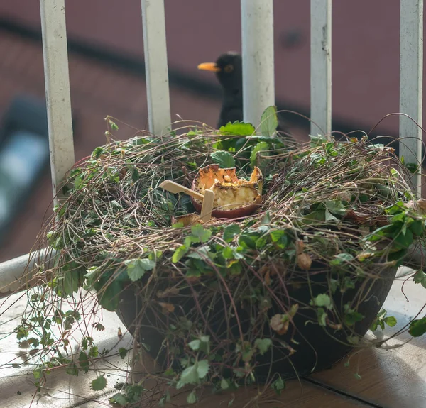 Mignons Oiseaux Sauvages Nourrissant Sur Balcon Dans Ville — Photo