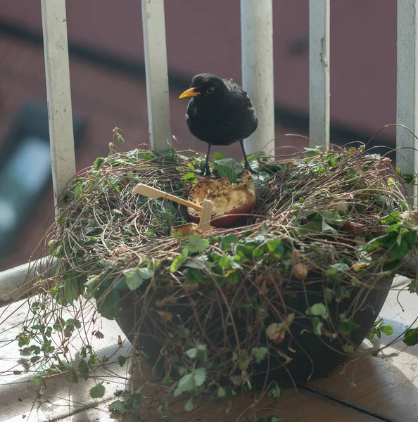 Mignons Oiseaux Sauvages Nourrissant Sur Balcon Dans Ville — Photo