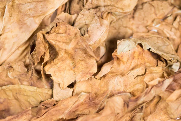 Сухие Табачные Листья Тонкой Видимой Структурой — стоковое фото