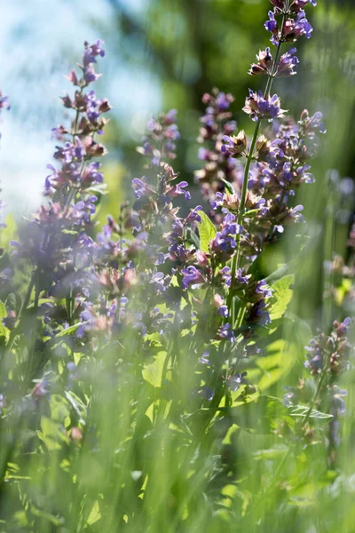 Stock image Blossom colorful summer flowers from the garden