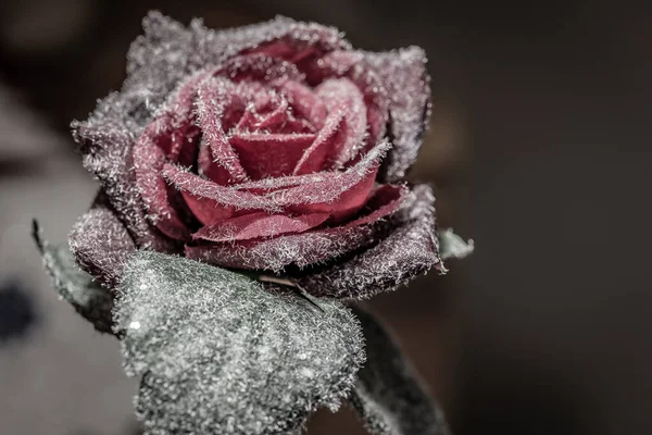 冷凍人工赤バラ — ストック写真