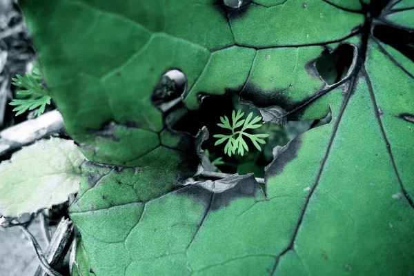 Ortasında Çim Olan Yeşil Büyük Bir Yaprak — Stok fotoğraf