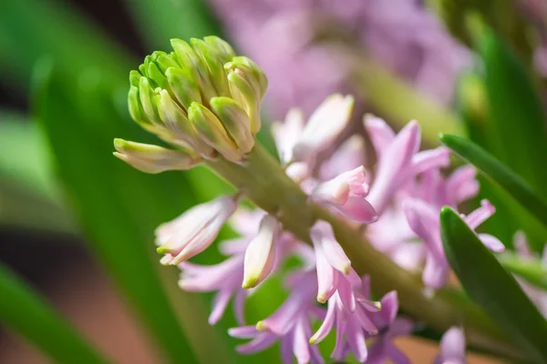 Hyacint Bahar Çiçeği Anneler Günü Konsepti Renkli Güzellik — Stok fotoğraf