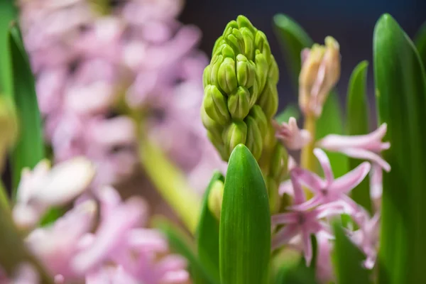 Hyacint Bahar Çiçeği Anneler Günü Konsepti Renkli Güzellik — Stok fotoğraf