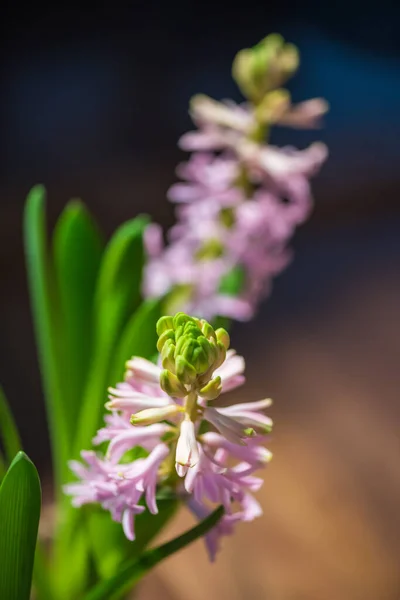 Flor Primavera Hyacint Conceito Dia Mãe Beleza Colorida — Fotografia de Stock