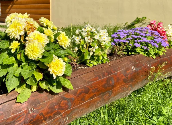 Conceito Paisagem Flores Sazonais Coloridas Flor — Fotografia de Stock