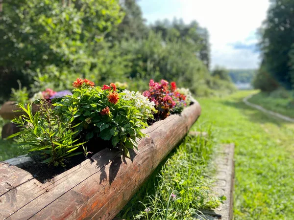 stock image Landscape concept. Blossom colorful seasonal flowers.