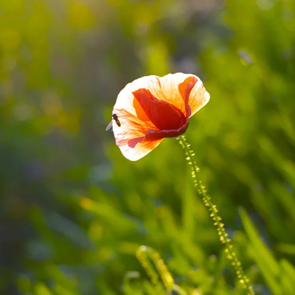 Lonely Long Red Poppy Bug — Stock Photo, Image